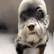 Molochni zubik | trap_one