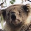 Very Sad Koala