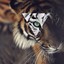 Winshua7