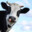 Moo