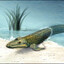 tiktaalik