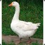 White Goose