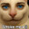 Double Fentanyl Major avatar