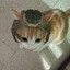 crab controlled cat