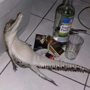 Crashout Gator