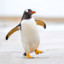 Pingu The Penguin