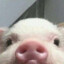 beepmonip