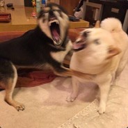 无敌英豪撼地神马