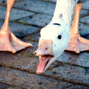 esoogypmurg