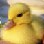 Pato