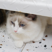 青蛙都富含丰富