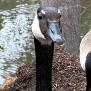 ZandurGoose avatar