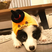 仙女霉的泡面头