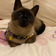 付出过绚丽凋零