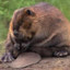 Fat Beaver