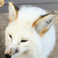 White Fox