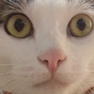 lazycat1230