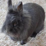 Goldhamster-)Campers(-