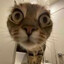 жееесть кот!
