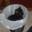 trash cat