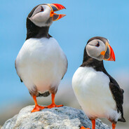 冰淇淋没有ice (0099)