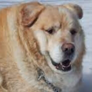 Chunky Golden Retriver