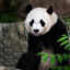 Lao Ching