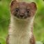 Mr Stoat