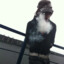 markushswag