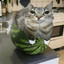 Zazucat