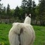 A Llama&#039;s Ass