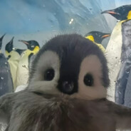 横空劈叉的鱼柒