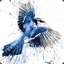 BlueJay