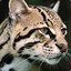 Ocelot