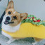 The-dog-Taco