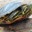Quest Turtle