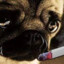 PUG CIGARRO