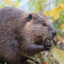 Beaver