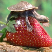 TinyTurtleInvestigator