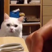 穿赤服者吃赤福饼