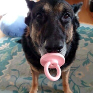 Cachorro chupetão