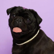 Pug Corinthiano