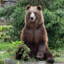 Bear5075