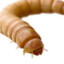 LARVA