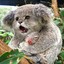 Koala^K神