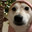 Doge