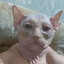 Avatar of player mr.minet