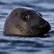 The Seal