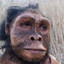 HomoHobilis