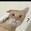 ✐ ᵕ̈ Strict